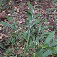 Image of bigleaf bristlegrass