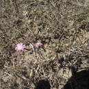 Image of Drosanthemum dipageae H. E. K. Hartmann