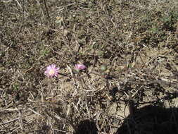 Imagem de Drosanthemum dipageae H. E. K. Hartmann