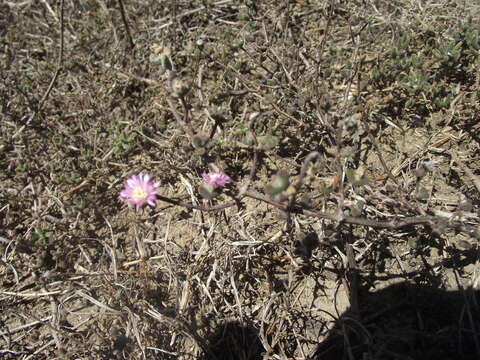 Image of Drosanthemum dipageae H. E. K. Hartmann