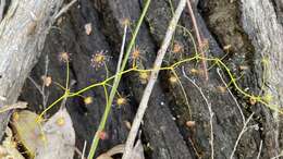 Image of Drosera erythrogyne N. Marchant & Lowrie