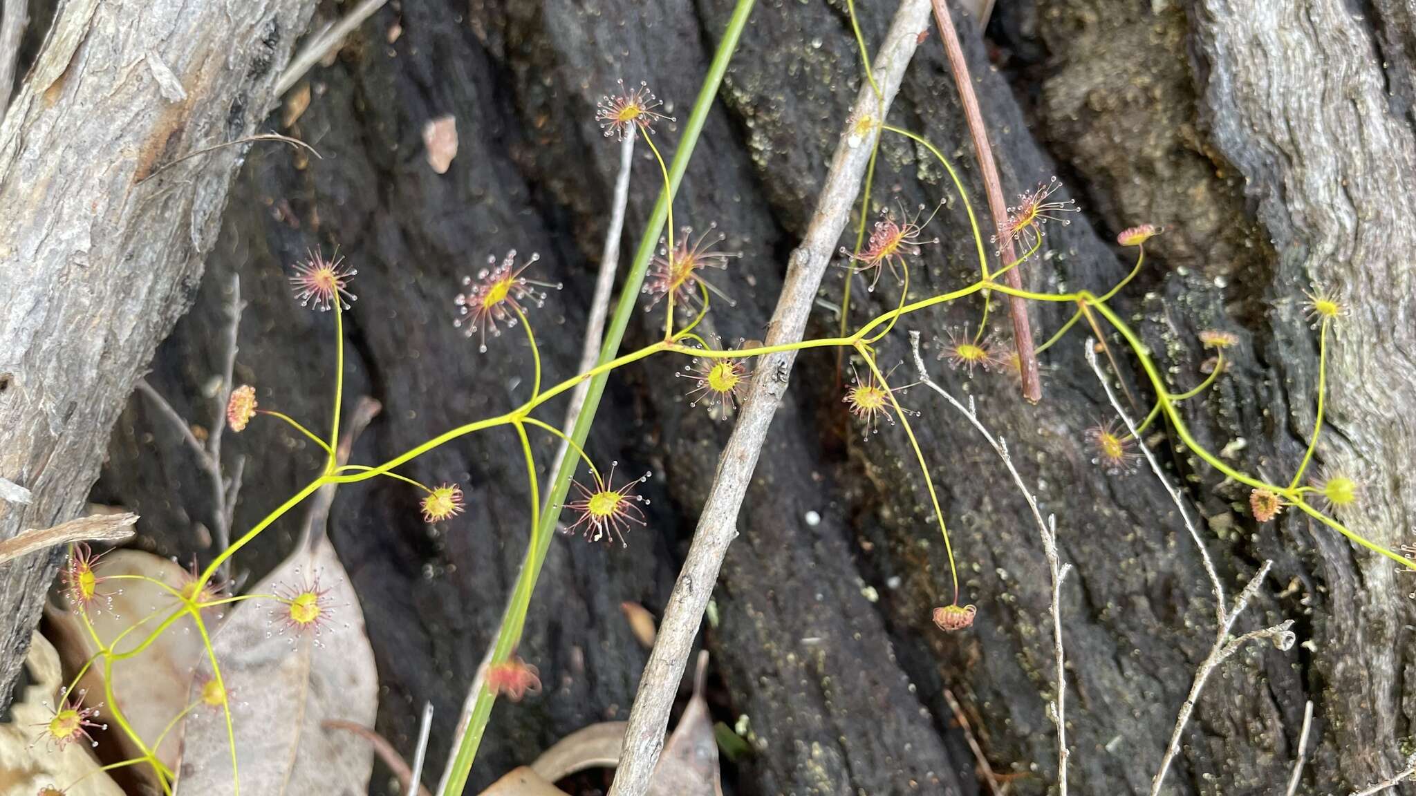 Image de Drosera erythrogyne N. Marchant & Lowrie