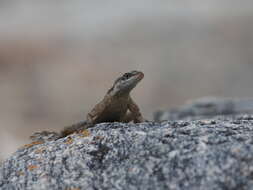 Image of Tropidurus jaguaribanus Passos, Lima & Borges-nojosa 2011