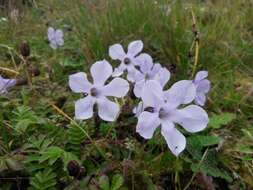 Image of Cyananthus lobatus Wall. ex Benth.