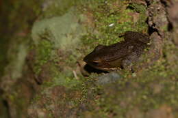 Image of Indosylvirana caesari (Biju, Garg, Mahony, Wijayathilaka, Senevirathne & Meegaskumbura 2014)