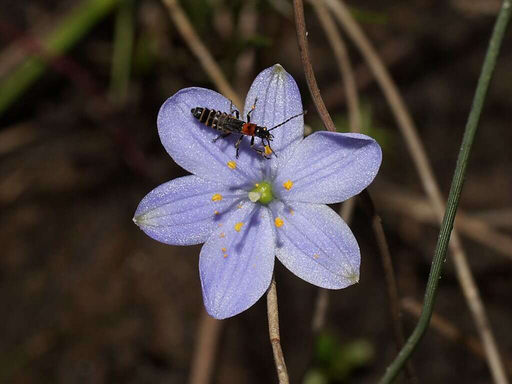 Chamaescilla corymbosa (R. Br.) F. Muell. ex Benth. resmi