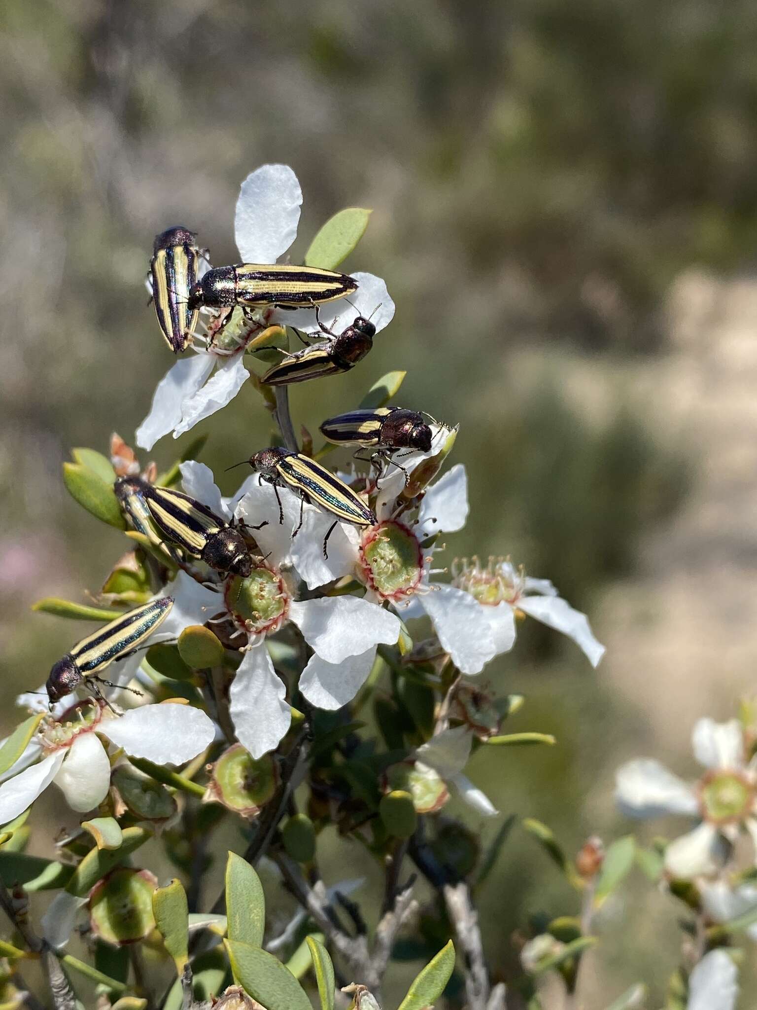 Sivun Castiarina vittata (Saunders 1868) kuva