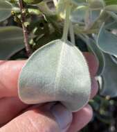 Image of sky-blue lupine