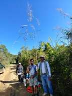 Image of Madagascar grass