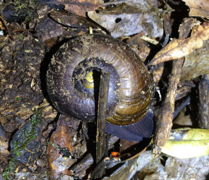 Image of <i>Powelliphanta <i>traversi</i></i> traversi