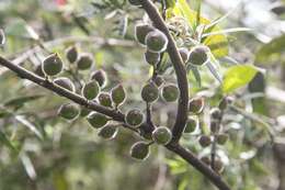 Image of Ficus coronata de Spin