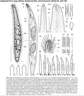 Image of Trachelophyllum brachypharynx