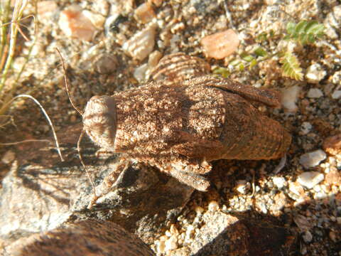 Image of Toad Grasshopper