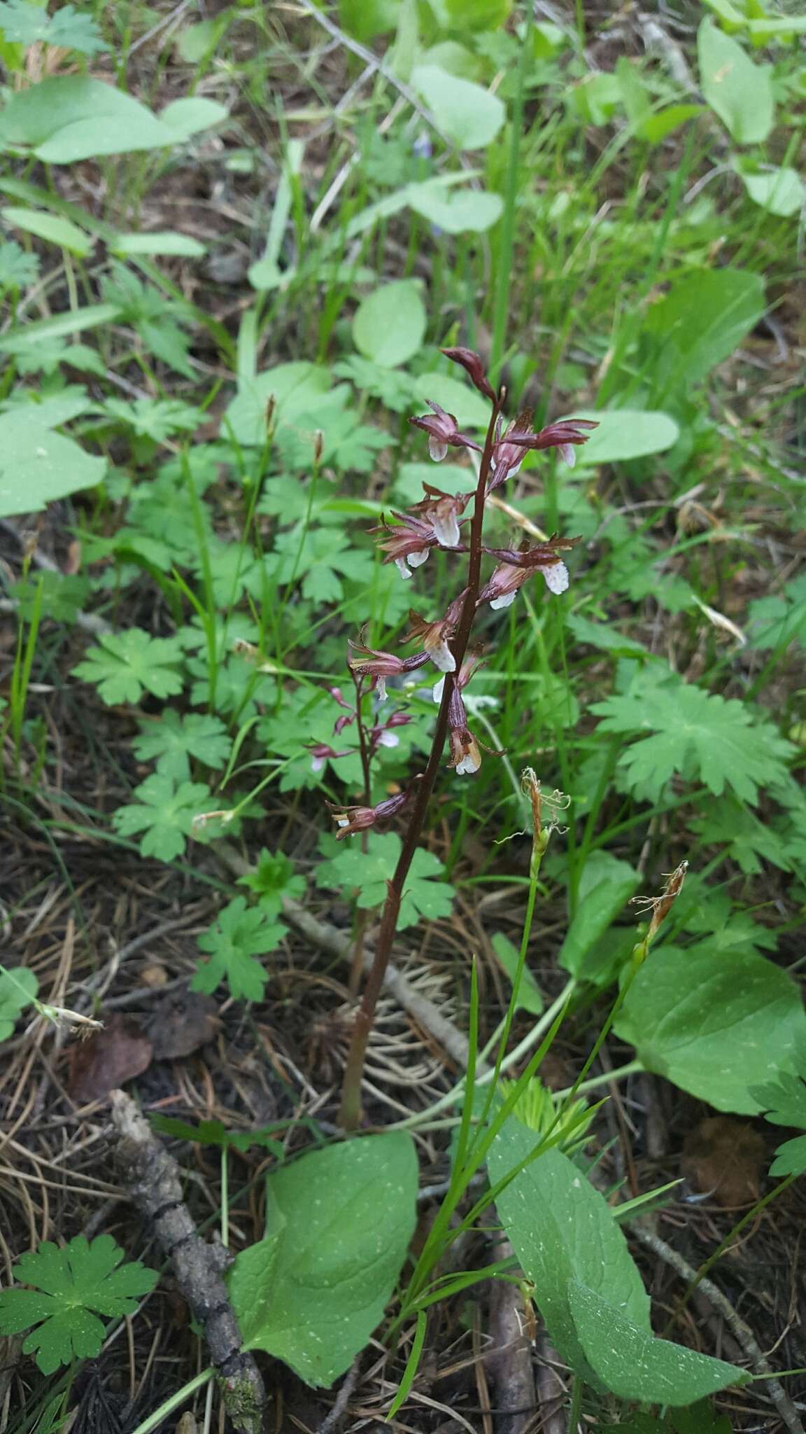 Image of Spring coralroot