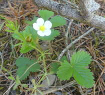 Image of Fragaria vesca subsp. bracteata (A. Heller) Staudt