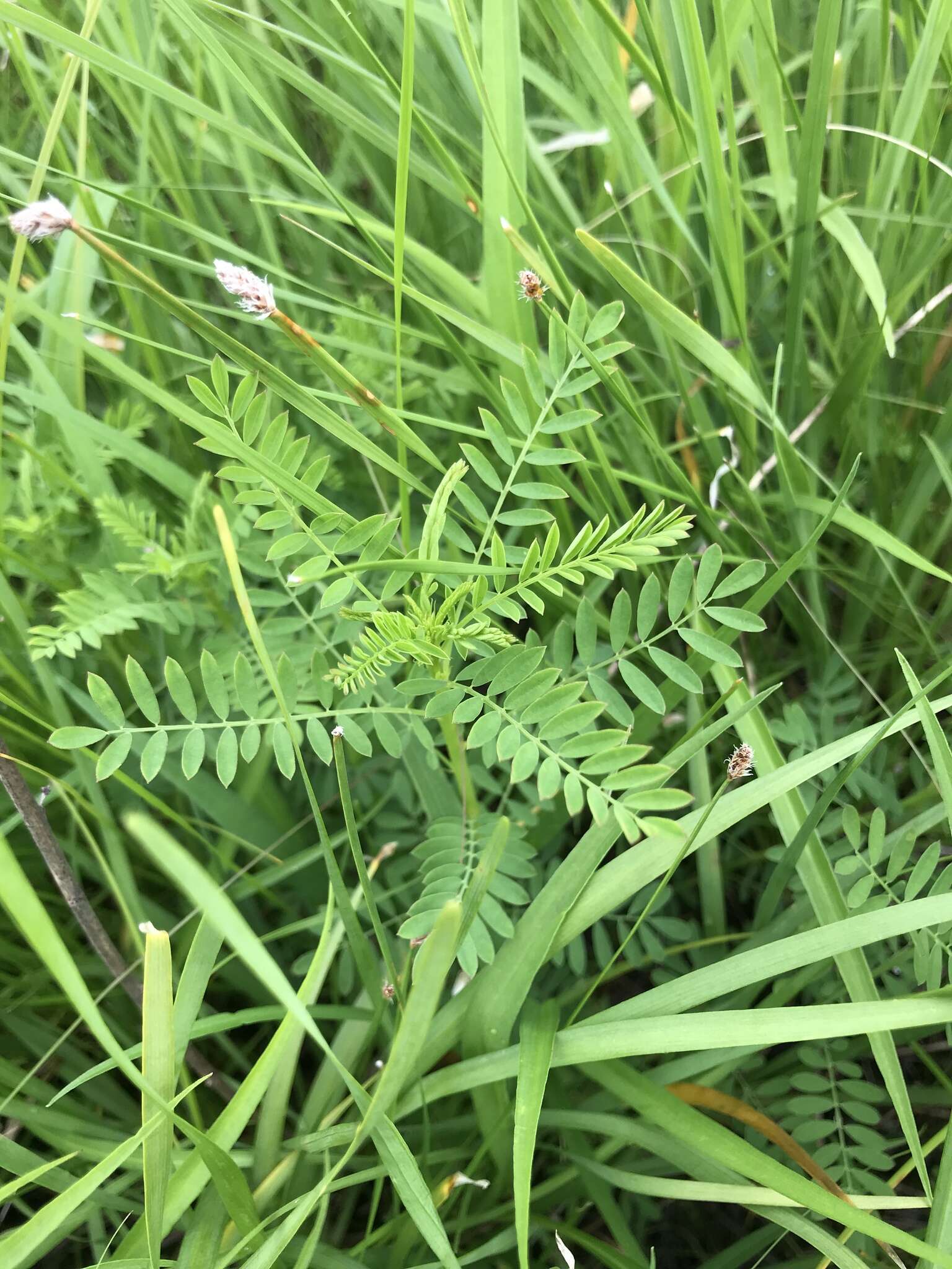 Image of leafy prairie clover