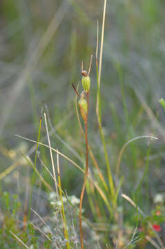 Image of Bird's-mouth orchid