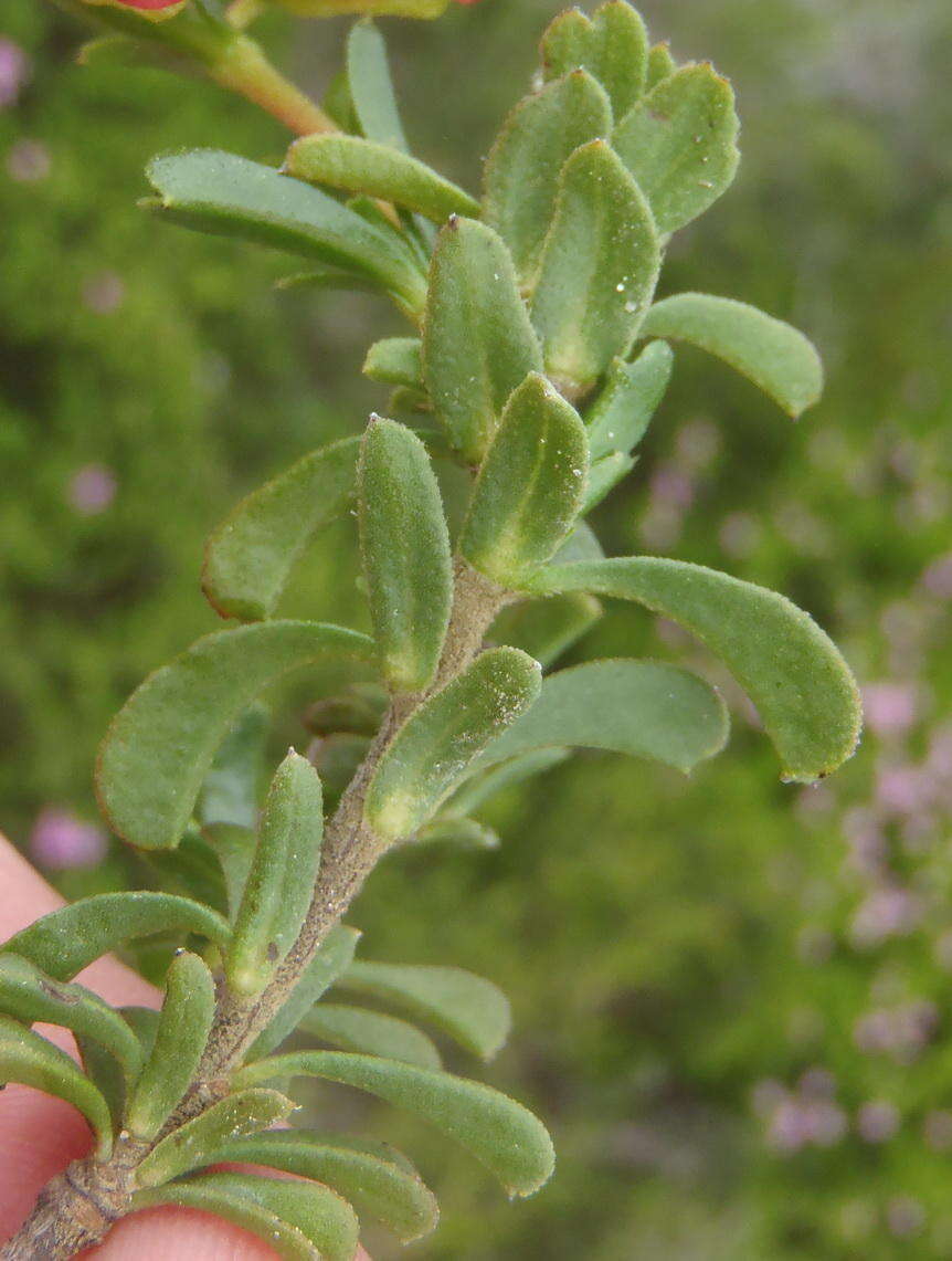 Image of Hermannia flammula Harv.