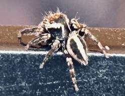 Image of Evarcha denticulata Wesolowska & Haddad 2013