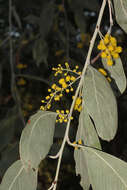 Image of Acacia bancroftiorum Maiden