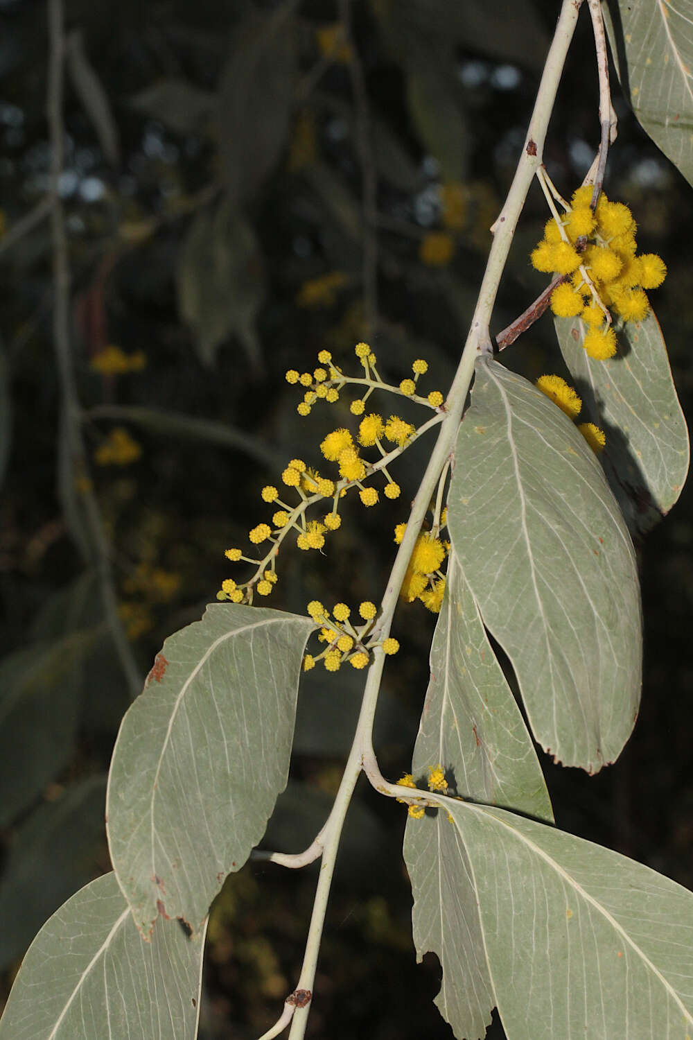 Image of Acacia bancroftiorum Maiden