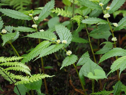 Image of Elatostema involucratum Franch. & Sav.