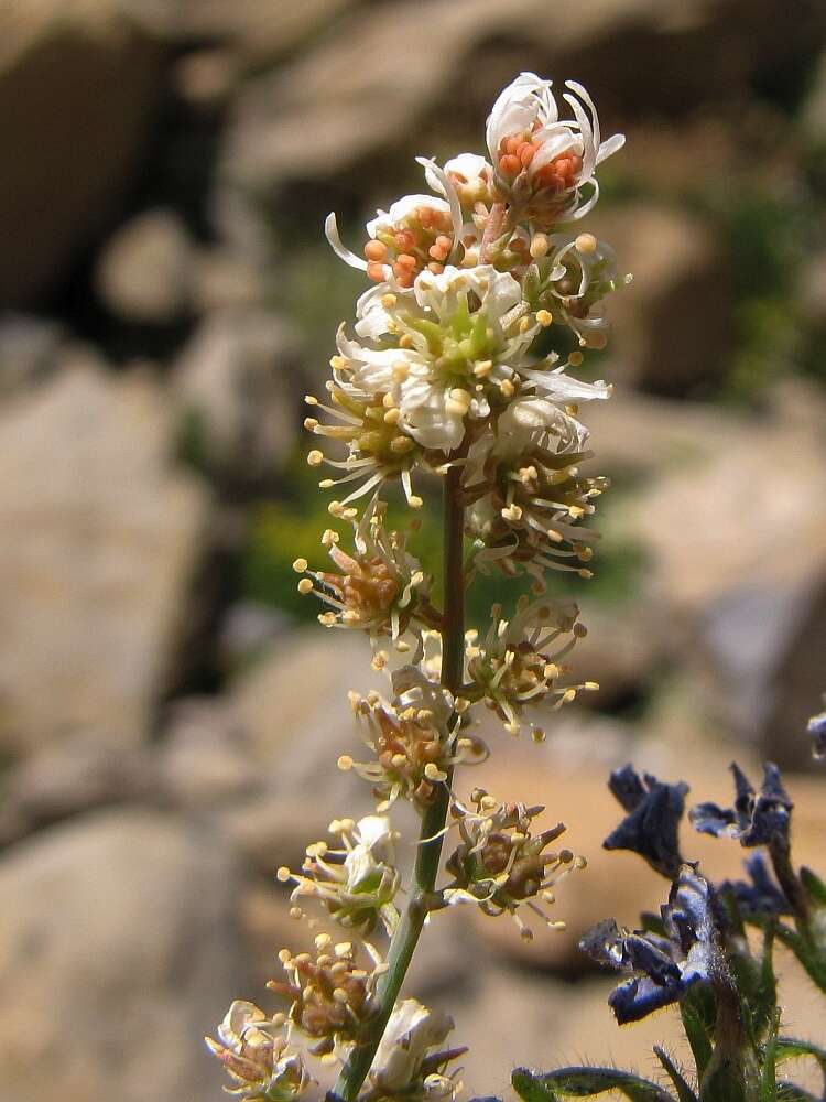 Image of Reseda glauca L.