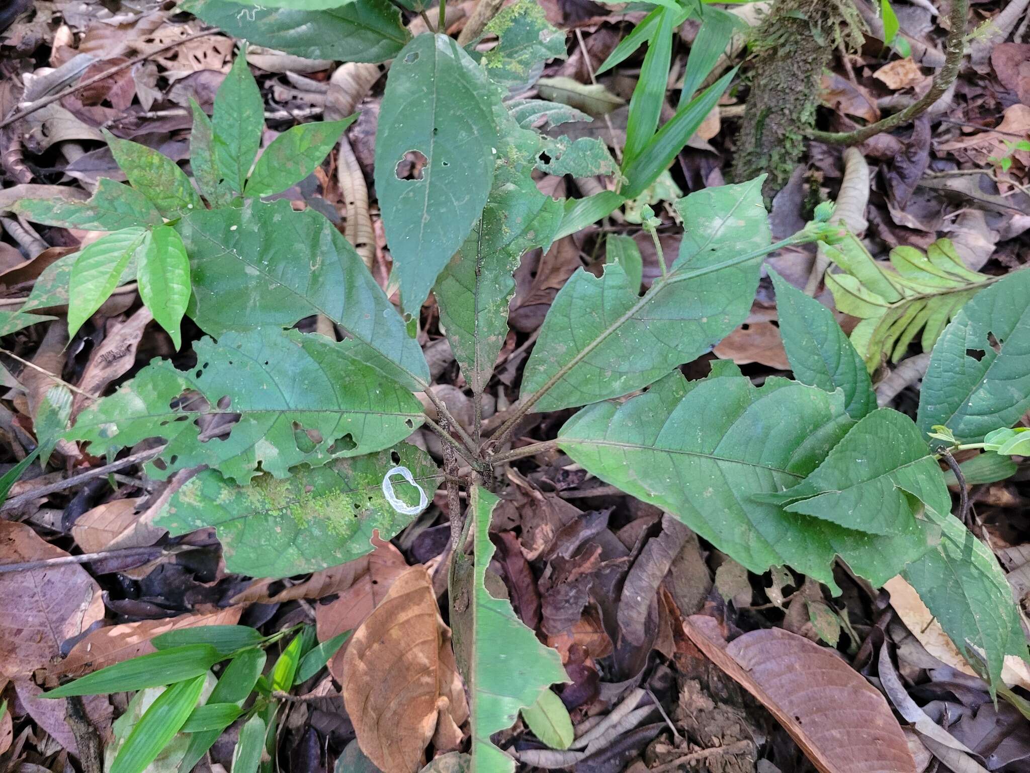 Image of Pavonia castaneifolia A. St.-Hil. & Naud.