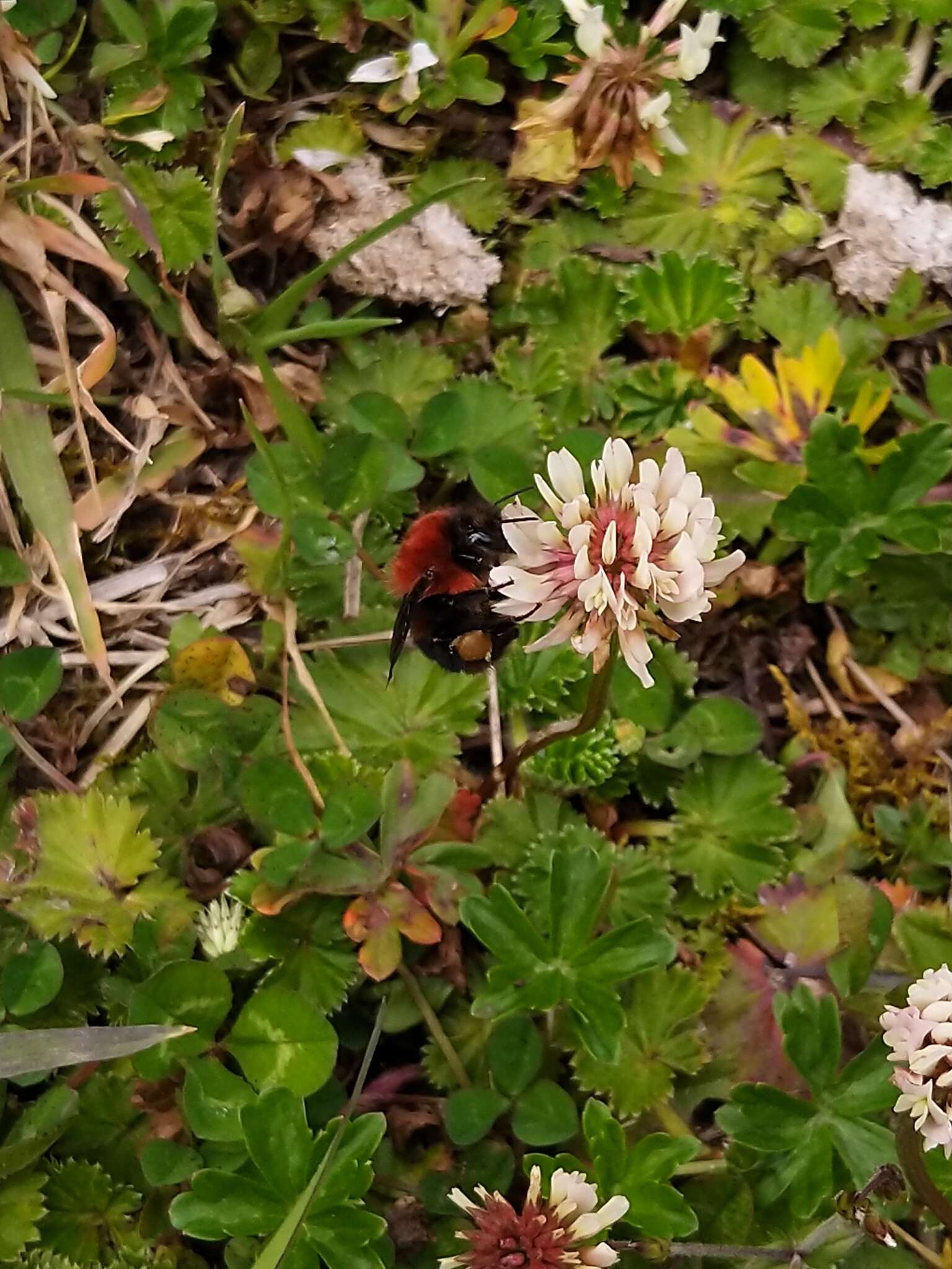 Sivun Bombus rubicundus Smith 1854 kuva