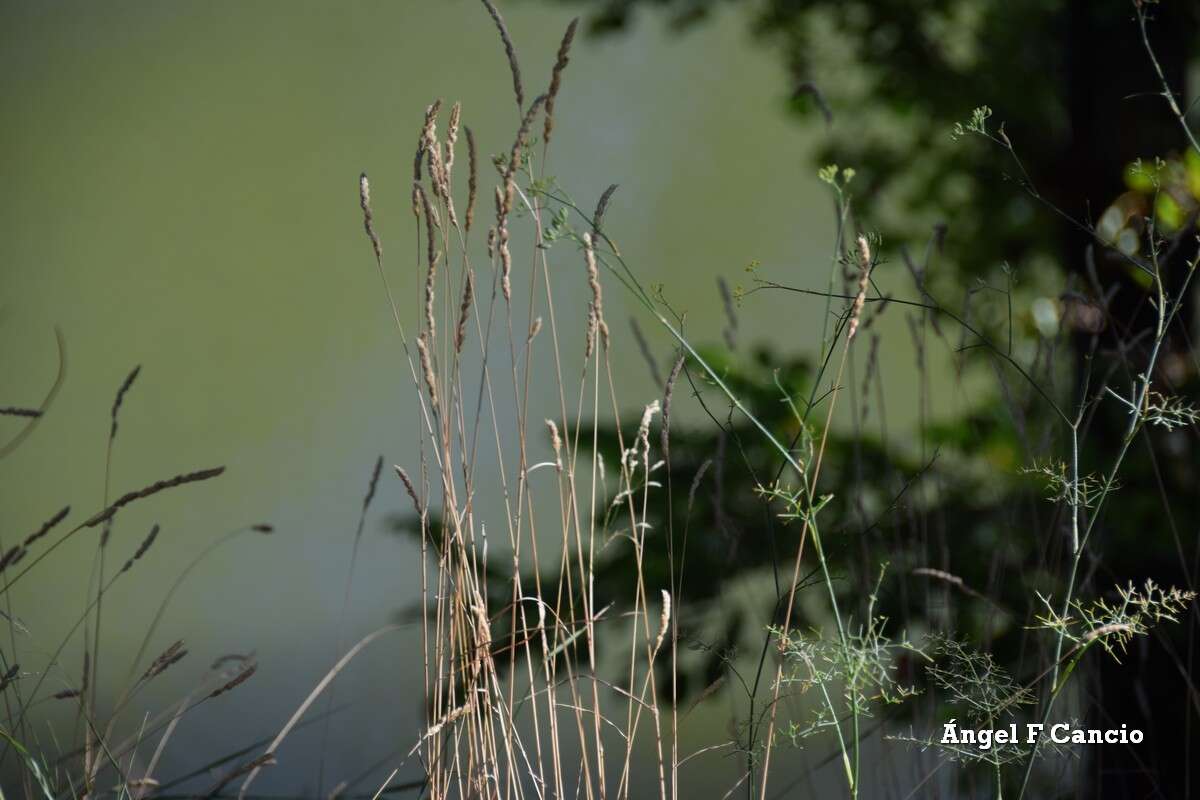 صورة Dactylis glomerata subsp. hispanica (Roth) Nyman