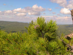 Imagem de Pinus sibirica Du Tour