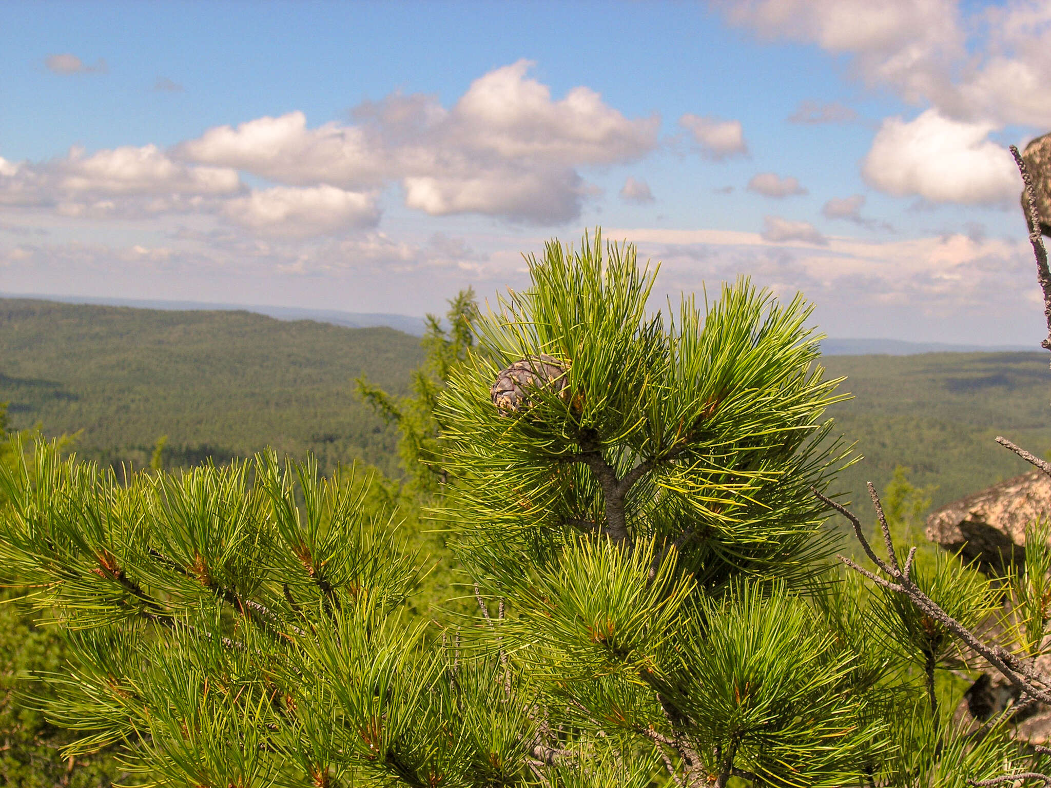 Image of Siberian pine