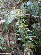 Image of Epidendrum scytocladium Schltr.