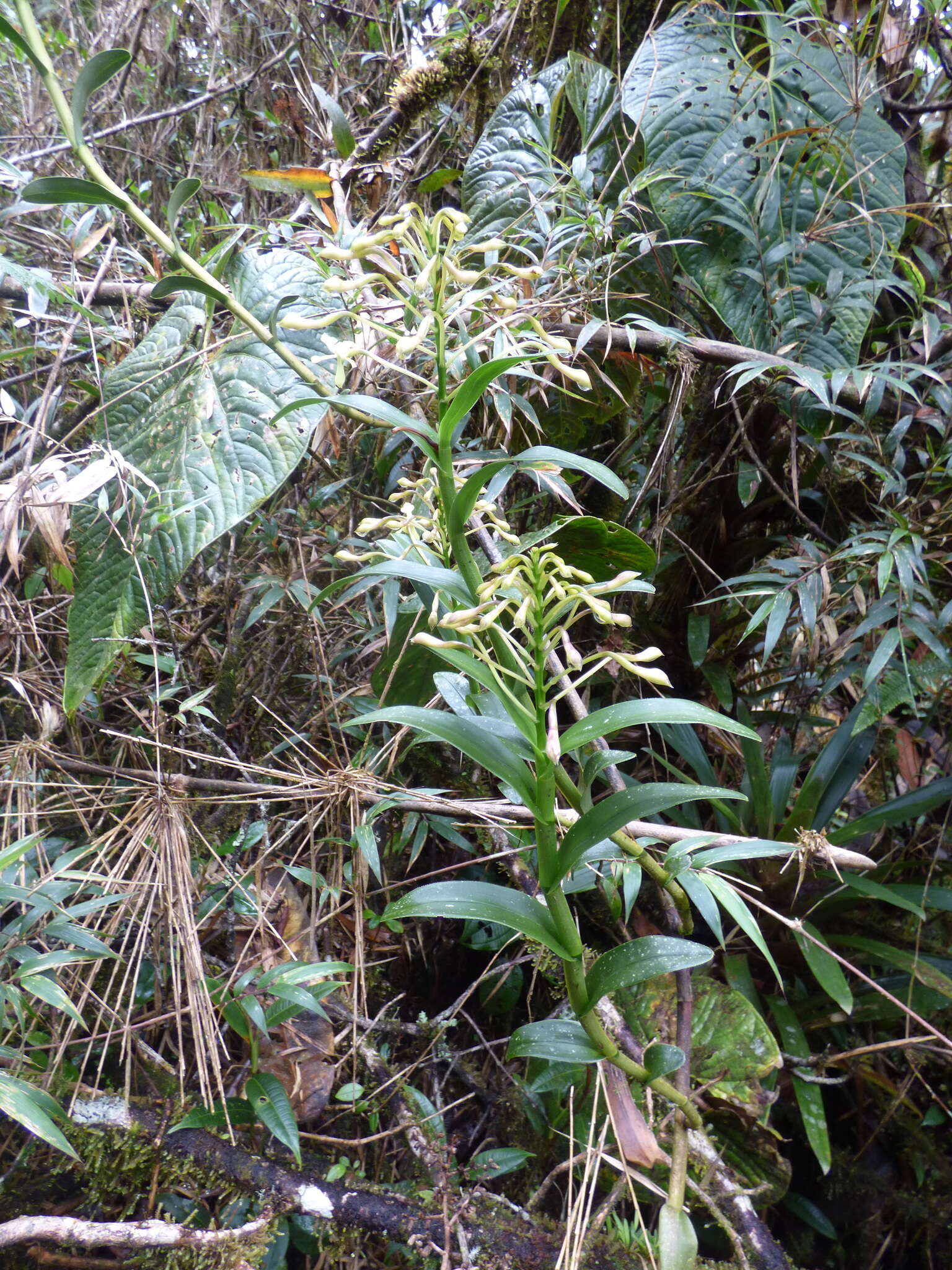 Image of Epidendrum scytocladium Schltr.