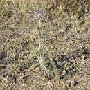 Image of Echinops strigosus L.