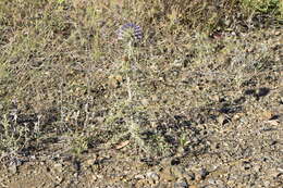 Image of Echinops strigosus L.