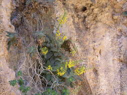 Sivun Verbascum arcturus L. kuva