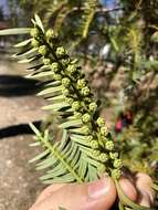 Image of <i>Cephalotaxus harringtonia</i>