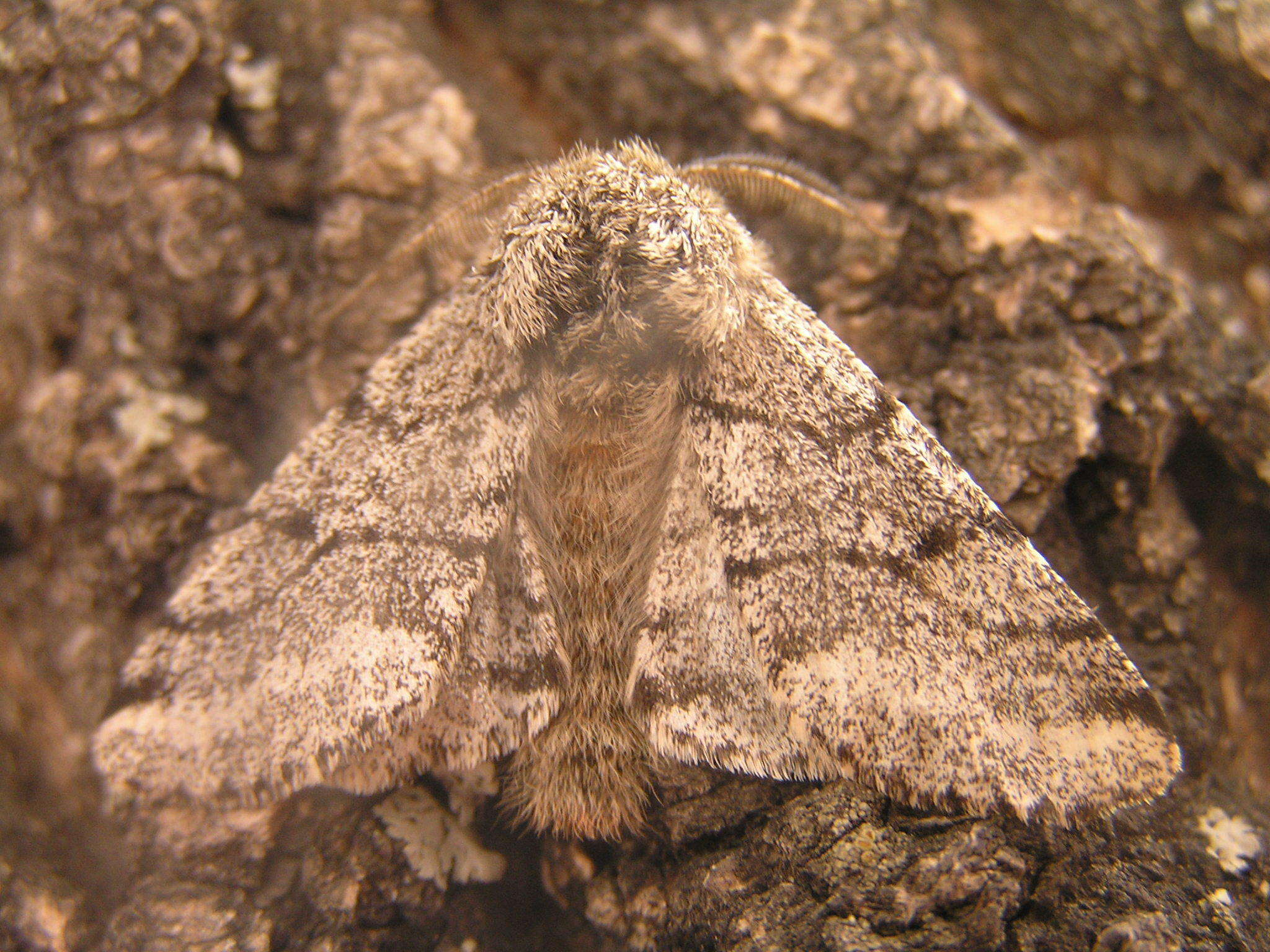 Image of Stout Spanworm Moth