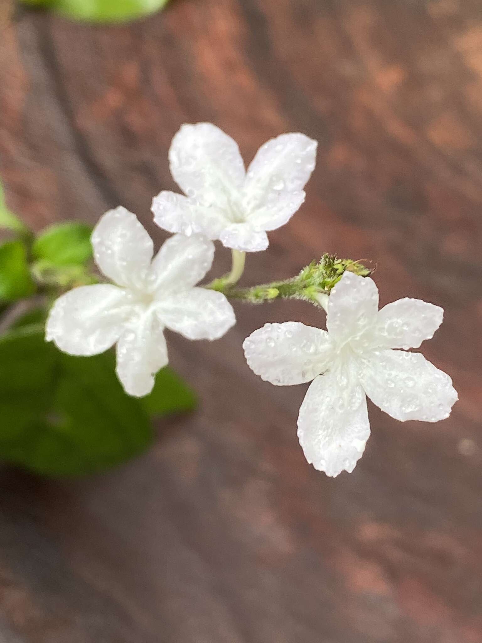 Image de Chamaeranthemum