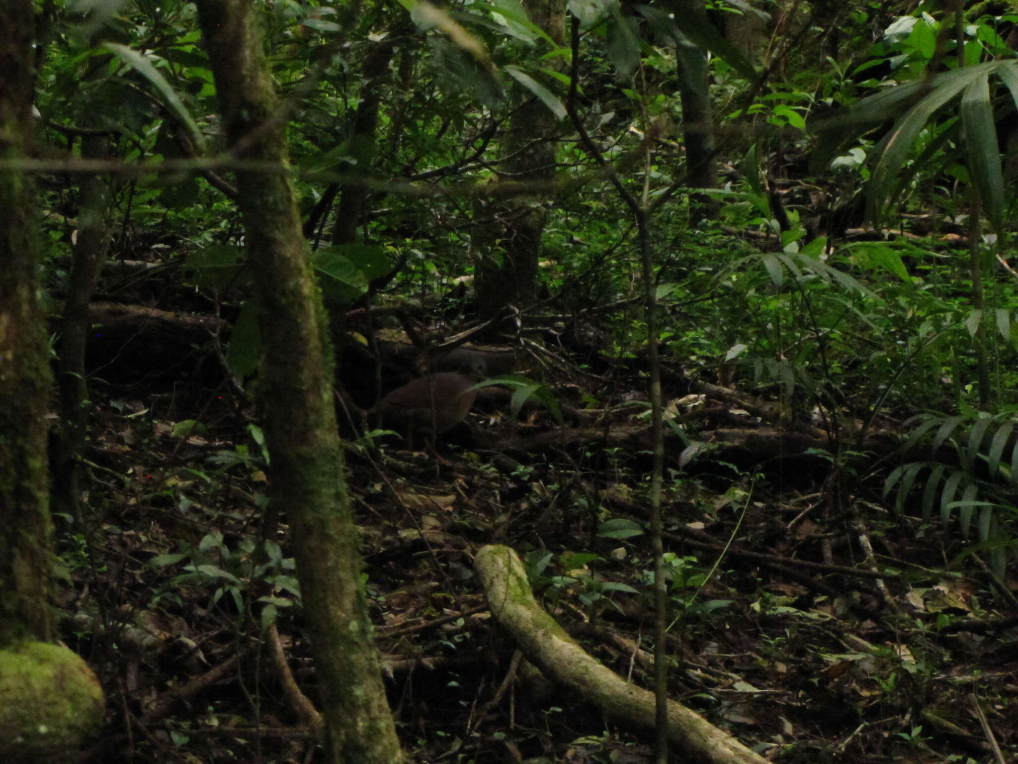 Image of Chiriqui Quail-Dove