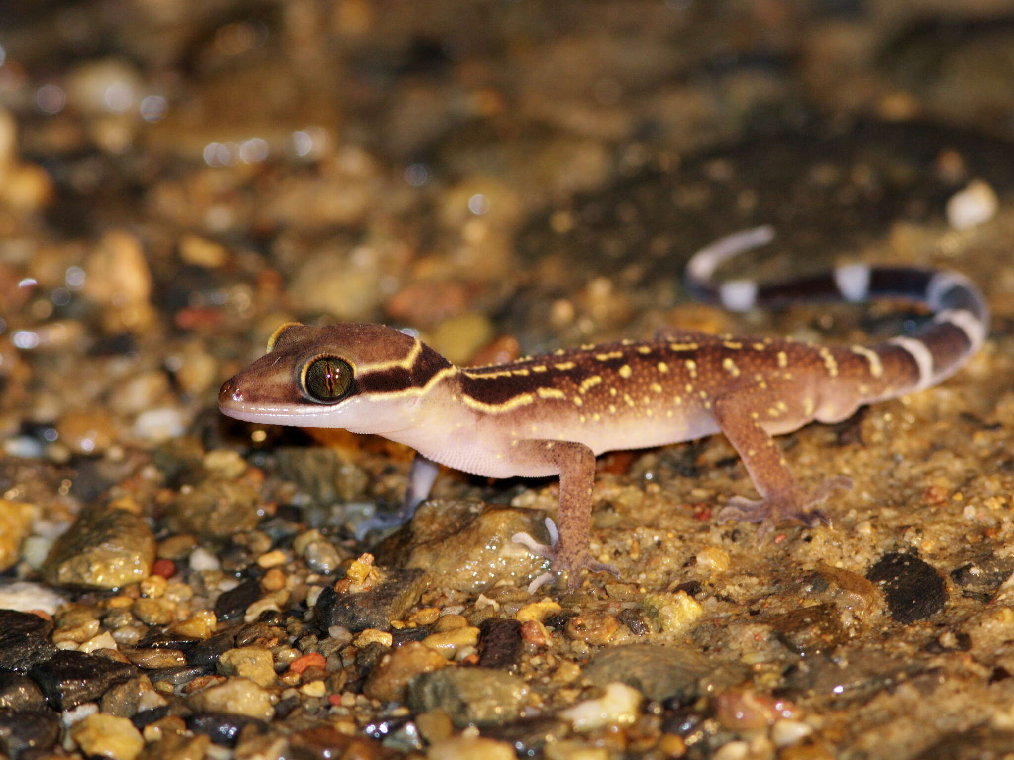 Cyrtodactylus oldhami (Theobald 1876)的圖片