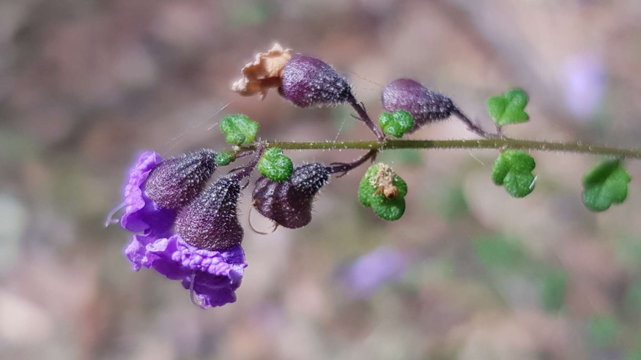 Image of Violet Mint-bush