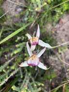 Image of Robust spider orchid