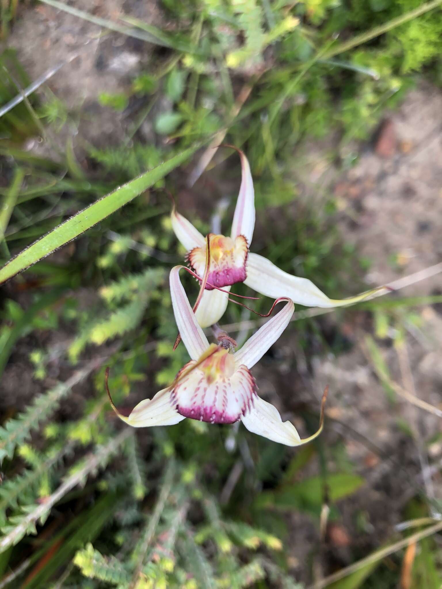 Caladenia valida (Nicholls) M. A. Clem. & D. L. Jones的圖片