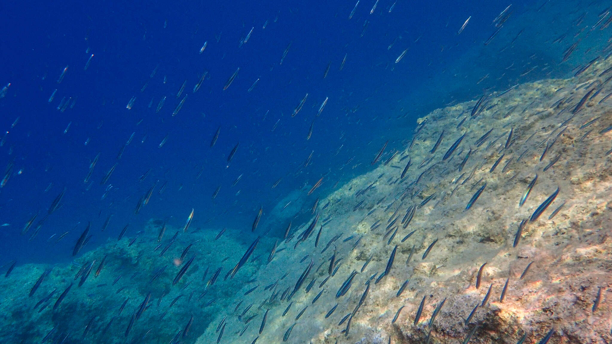 Image of Mediterranean sand smelt