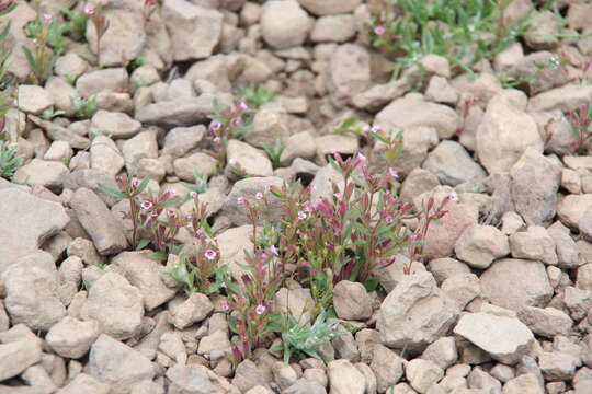 Image of Brewer's Monkey-Flower