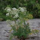 Image of Athamanta sicula L.