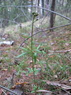 Imagem de Cardamine trifida (Lam. ex Poir.) B. M. G. Jones