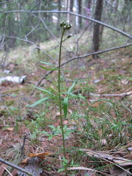 Imagem de Cardamine trifida (Lam. ex Poir.) B. M. G. Jones